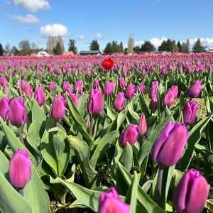 Meet your Posher, Jennie